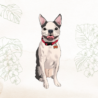Pet Portrait Custom